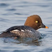 Common Goldeneye